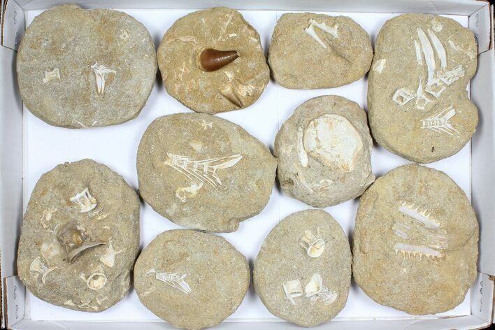 Flat: Cretaceous Marine Vertebrate Fossils - Pieces #96119